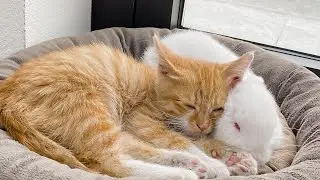 Rescued Kitten Refuses To Sleep Without His Little Rabbit