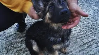 Ecco i NOMI DEI CUCCIOLI!