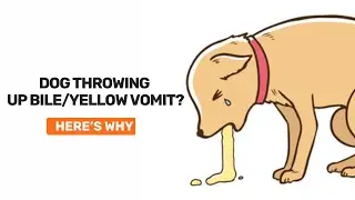 Why is my dog vomiting up yellow foam?