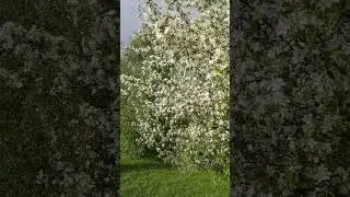 🌸🧝&zwj;♀️🌿(2)