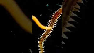The Squidworm: Deep-Sea Alien of the Abyss; #Deep-SeaMarvel #SquidwormDiscovery #MarineSnow