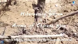 GLOBALink | Hibernating grapes in Ningxia & Aroma of Chinese wine