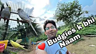 Pyare se budgies k Naam Rakh Diye 😍😍😍💕