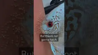This is super sad. Discus eggs won't hatch.  But why? #fish #discusfish #aquarium #discus #shorts
