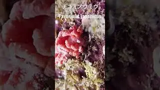 グアム島のウミウシ Guam sea slugs チゴミノウミウ Favorinus japonicus #shorts