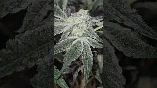 She's Getting Frosty!❄️❄️ Day 38 Flower #shorts #gardening #grow #homegrown #indoorplants #cannabis