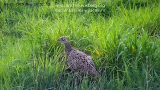 wildcam.nl - Vrouwtjes fazant aan de scharrel in Voedselbos Hilkensberg