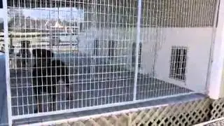 von der rod rottweiler  kennels mobile version