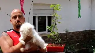 Bonsai Zero Arce Campestre