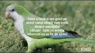 Informati utile despre papagalul calugar