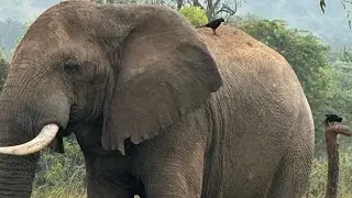 Enjoying the Pearl of Africa in Queen Elizabeth National Park