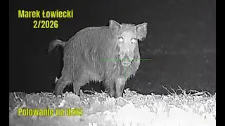 Polowanie na dziki - wild boar hunting 2/2026