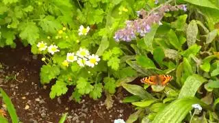 Pollinator Haven Creation