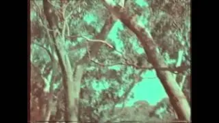 Lorikeets & rosellas video with kinemacolor 2 colour film effect added