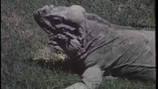 Unusual World of Florida