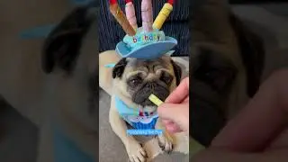 | HAPPY BIRTHDAY TO MY NEPHEW FROM PANGPANG THE PUG 2021 | Cute dog wearing birthday outfit |#Shorts