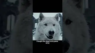 🐺 Stark Direwolf Ghost speak the truth #got #gameofthrones #direwolf