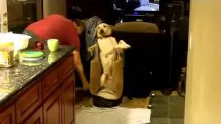 Dog with Mega Esophagus eating in Bailey Chair