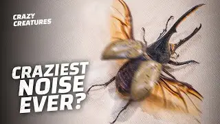 Hercules Beetles Sound Like Lawn Mowers
