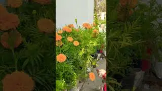 घर का गार्डन #garden #viralvideo # shorts