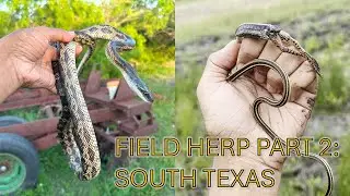 Field Herpetology Herping in Coastal South Texas