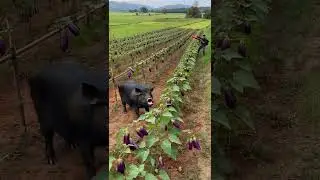 #shortvideo #agrifuture #farmingsystem #modernfarmer #shortsfeed #youtubeshorts #farmingmethod