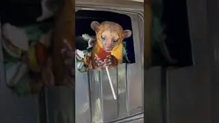 Maple Syrup ￼for the Kinkajous