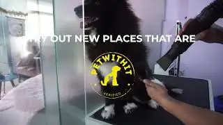 Pet With it visit to Celine & Paws - Pet With It Verified