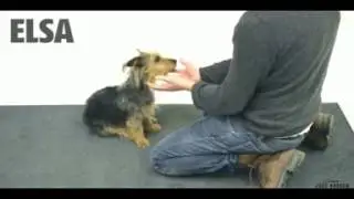 Taikuutta koirille - Magic for dogs - DOG TRICKS