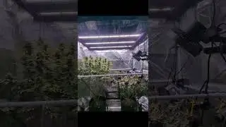 Green Crack 💚 & Purple Punch 👊 - Week 8. 🔥. NFSOT