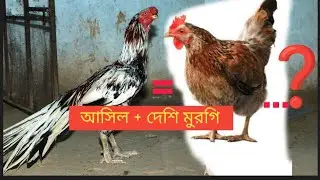 আসিল + দেশি মুরগির ক্রস বাচ্চা কেমন হবে | What will the cross baby of Asil + Desi chicken be like?