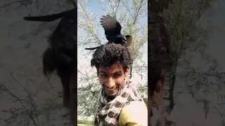Black Drongo Attack😱