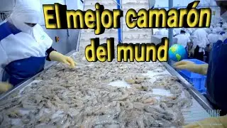 Aquí Una De Las Mejores Empresas Exportadoras De Camarón Del Ecuador Cofimar S.A (Detodoun POCO)