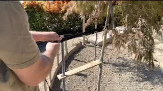 IN GIARDINO - Raddrizzare albero curvo (storto) senza tiranti, senza danno alle radici.