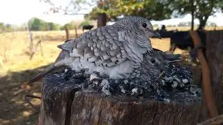 ACHEI  FOGO PAGOU COM FILHOTES NO NINHO