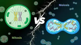Mitosis vs Meiosis | Difference | Biology in Hindi