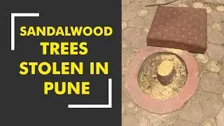 Sandalwood trees stolen from Raj Bhavan in Pune