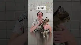 Wie erkenne ich, ob meine Katze dick ist  🐱⚖️