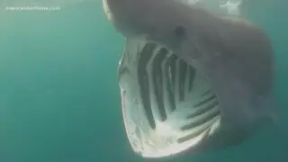 Basking shark startles people in York