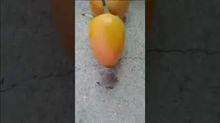 Persimmons / Six different persimmons
