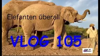 Vlog 105 I Elefanten &uuml;berall - Addo Elephant National Park