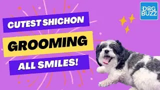 Happiest Little Shichon Gets Groomed 🐶 | Learn About the Breed -- the Good and the Bad