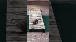 Let's dance together - otter cute | tdt animal #shorts #cute #otter