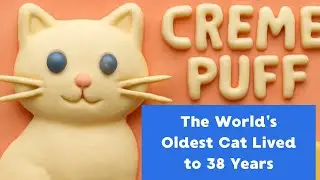 The World&rsquo;s Oldest Cat Lived to 38 Years