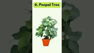 9 Plants That Release Oxygen At Night #plants #indoorgreenery #houseplants
