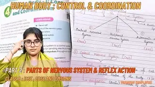 Part 2 | Parts Of Nervous System / Reflex Action| Class 8 Biology By Yasmeen Simplifies