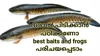 snakehead fishing tips baits frogs spoons varal fishing tips varal engane pidikkam വരാൽ meenpidutham
