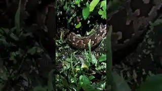පිඹුරා #Indian Rock Python #pythonidea family #srilanka #sinharaja #shortvideo #trending #viralvideo