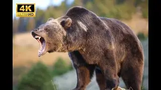 5 Things You Need to Know About Fierce Brown Bears and Other Large Predators