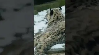 Snow Leopard: The Endangered Ghost of the Himalayas | INTL Information on Wildlife Conservation